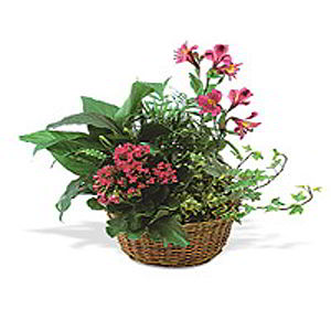 Basking Ridge Florist | Kalanchoe Basket