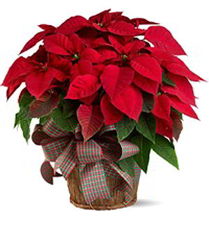 Basking Ridge Florist | Large Red Poinsettia