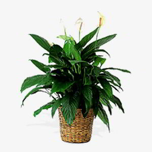 Randolph Florist | Peace Lily