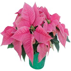 Basking Ridge Florist | Pink Poinsettia