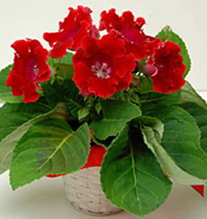 Basking Ridge Florist | Gloxinia