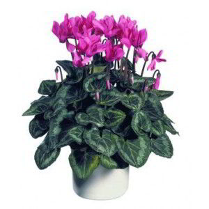 Randolph Florist | Cyclamen