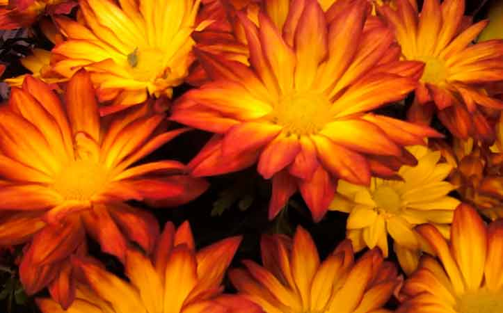 Basket of Flowers Randolph NJ